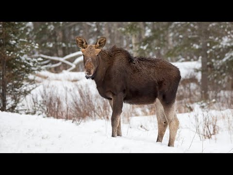 Видео: ОХОТА на ЛОСЯ ПОДНЯЛИ ЛОСЕЙ ОХОТА на ЛОСЯ с ПОДХОДА АКЕЛА ПРОМАХНУЛСЯ