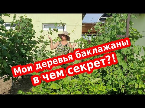 Видео: Баклажаны в открытом грунте - мои "золотые" правила выращивания баклажан