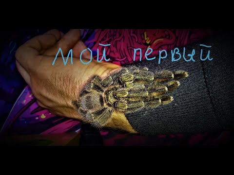 Видео: Мой первый паук Psalmopoeus reduncus содержание и описание!!!