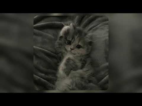 Видео: плейлист популярных песен из тик тока 2