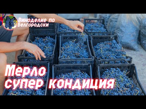 Видео: Мерло с супер кондицией! Делаем ''Petrus"