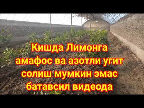 Видео: 12.12.2021 Лимонга кишда нима учун амафос ва азотли угит солиш мумкин эмас