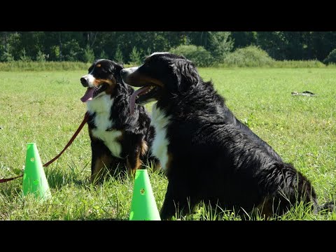 Видео: ДТ - 393. Работаю зенненхунды. Урок в поле.