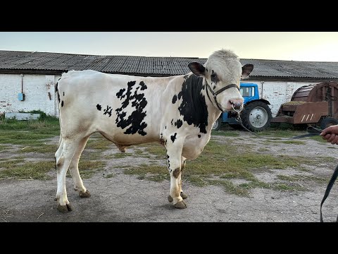 Видео: Заробіток з биків. Відгодівля. Чи варто цим займатись ?