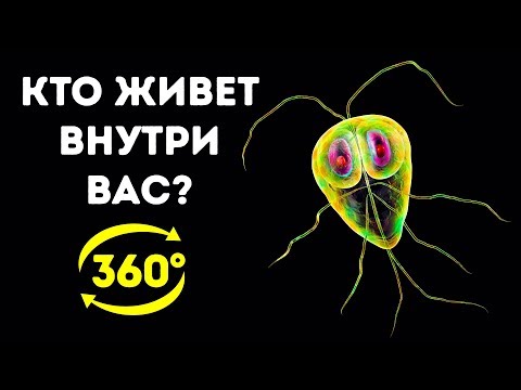 Видео: Тайная Жизнь Бактерий в Вашем Организме || 360 VR