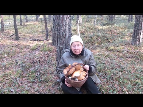 Видео: Ходили-ходили по лісу - грибів обмаль, а тут привалило!