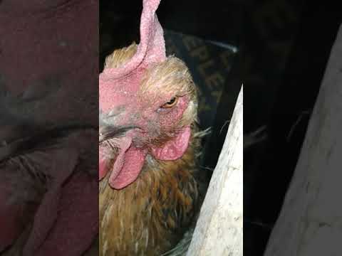 Видео: Құрық басып жатқан тауықтармен🐔 балапан шығарған🐣🐣🐣🐤🐤🐥🐥 тауықтар.