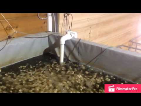 Видео: 31 декабря 2016 г. УЗВ 6 месяцев