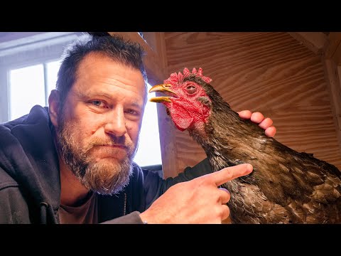 Видео: Эта курица не может дышать