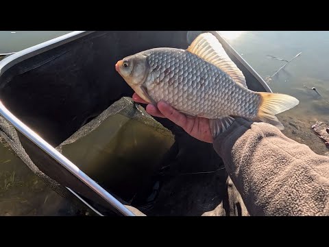 Видео: Тут рыба ловится хорошо, есть и бонусы караси и карп клюёт
