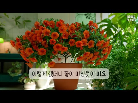 Видео: [4K] Если вы хотите сделать много цветов, попробуйте это