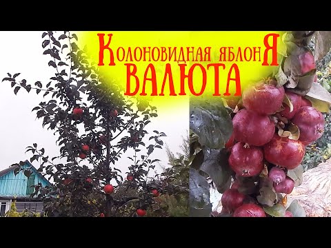 Видео: Колоновидная яблоня Валюта. А также Триумф, Московское ожерелье, Останкино и др. Минская область, РБ