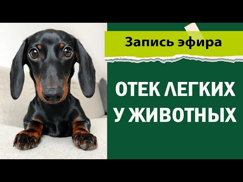 Видео: Отек легких у животных