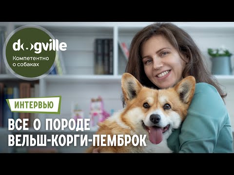 Видео: Все о породе Вельш-корги-пемброк – Интервью с руководителем питомника