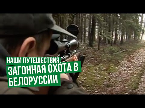 Видео: Наши путешествия. Загонная охота в Белоруссии