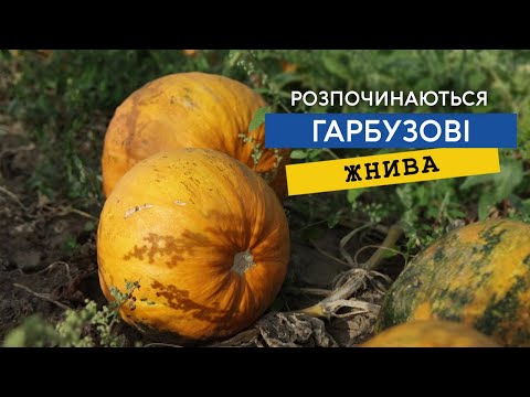 Видео: Готуємось до збору врожаю гарбузів. Біле насіння приймають по 78 грн/кг.  Проблеми з бурянами.