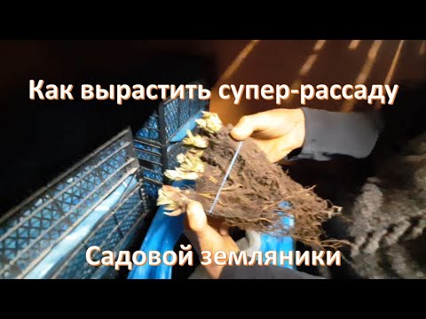 Видео: Супер-рассада земляники у Игоря