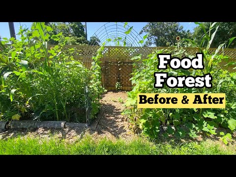 Видео: Невероятное преображение сада всего за 3 месяца!