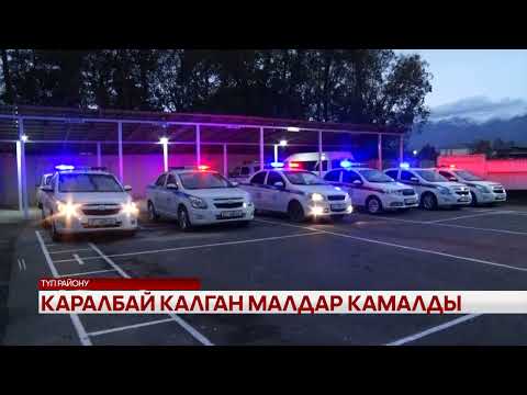 Видео: Каралбай калган малдар камалды