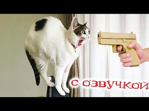 Видео: Приколы с котами! САМЫЕ СМЕШНЫЕ ЖИВОТНЫЕ С ОЗВУЧКОЙ - Смешные коты и собаки 2023!
