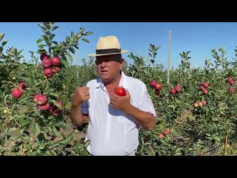 Видео: Проблемы интенсивного садоводства
