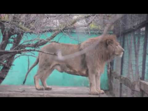 Видео: То ,чего вы возможно не знали о львах :))