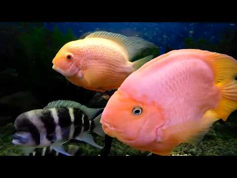 Видео: Вечерние разговоры аквариумиста!