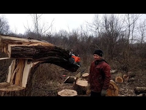 Видео: Часть 2. Распиливание опасной ивы (ракиты), разорванной ураганом. Пилы Zimani 450 и Zimani MS 460.