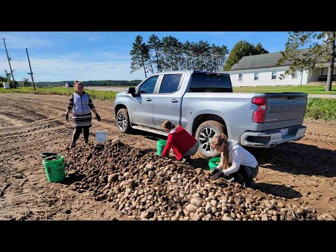 Видео: КАК МЫ СОБИРАЕМ КАРТОШКУ В АМЕРИКЕ/БЕСПЛАТНАЯ КАРТОШКА