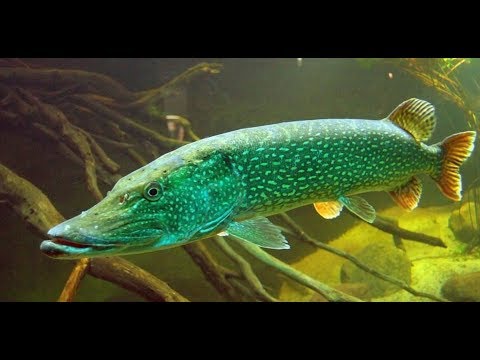 Видео: Невероятный клев щуки! Рыбалка в ХМАО Каменное! Часть 2