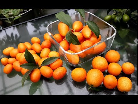 Видео: Кумкваты