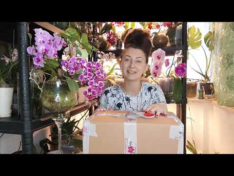 Видео: Орхидея с ПОСЫЛКИ и СРАЗУ Капаю ЕЙ ЭТО для БЫСТРОЙ АДАПТАЦИИ и ПЫШНОГО ЦВЕТЕНИЯ 🌸