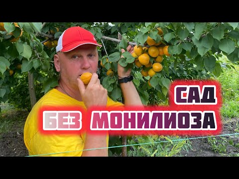 Видео: Когда?Чем?Обрабатывать абрикос.Схема защиты на сезон.