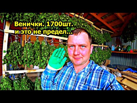 Видео: Берёзовые веники на продажу. Планка в 1700 шт. реализована. Какой он, бизнес на вениках?
