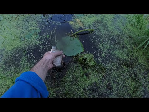 Видео: Две рыбалки на карася: от одной рыбки до неудачи с прикормкой.