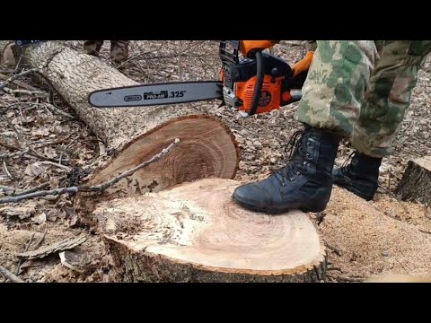 Видео: Заготовка дров для пацанов двумя бензопилами Stihl и Carver март 2024г