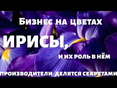 Видео: Ирисы зимой. Секреты 100% выгонки