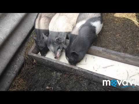 Видео: вєтнамські свині