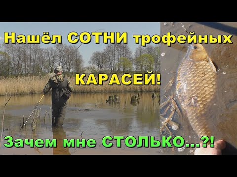 Видео: КАРАСЬ 2 кг вышел на НЕРЕСТ, но вода ушла. В ЛУЖЕ 20 см глубины и СОТНИ трофейного КАРАСЯ