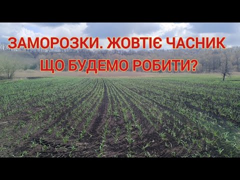 Видео: Заморозки. ЖЕЛТЕЕТ ЧЕСНОК. Что делать? НЕ ПАНИКОВАТЬ!