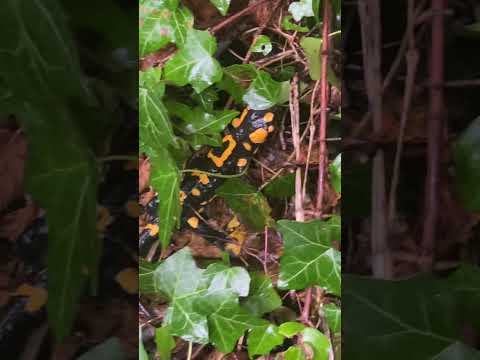 Видео: Саламандры моего частного леса 