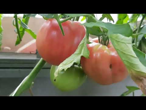 Видео: Томат Сибирский бройлер 2025