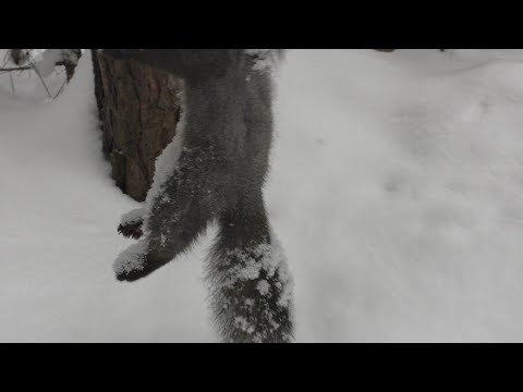 Видео: ПРОВЕРКА КАПКАНОВ НА СОБОЛЯ/ ДЕНЬ БЕЛОК И ПТИЦ/