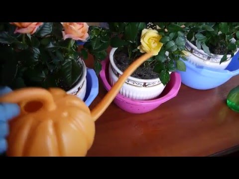 Видео: КАК ПРАВИЛЬНО ПЕРЕСАДИТЬ МИНИАТЮРНУЮ РОЗУ,