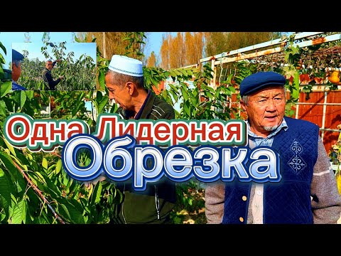 Видео: Одна Лидерная Обрезка… Толук Маалымат…