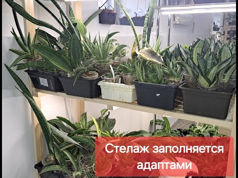 Видео: Адаптированные Сансевиверии из Тайланда.  Часть 3. видео от 30.08.2024г.