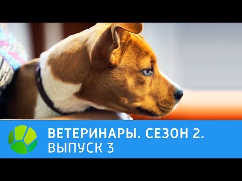 Видео: Ветеринары.  Хаски, крокодиловый варан, лисица-фенек. 2 сезон | Живая Планета
