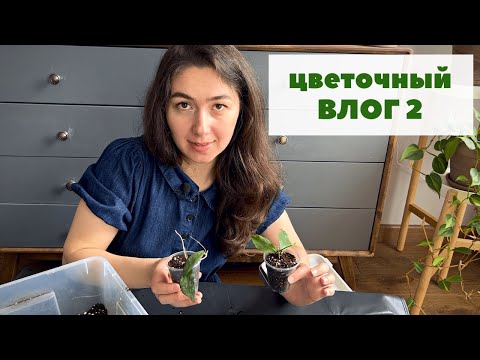 Видео: ЦВЕТОЧНЫЙ ВЛОГ 2 / Хойи: укоренение, мой грунт и пересадка