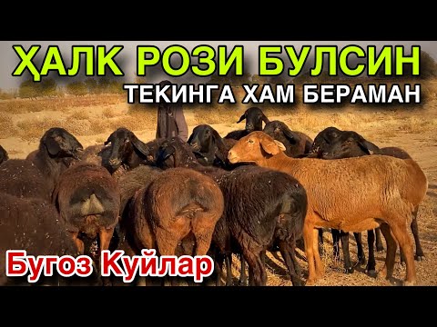 Видео: ЕНДИ ХАММА ОЛАДИ! 12 НОЯБРЯ ТУК БУГОЗ КУЙЛАР СОТИЛАДИ! КАШКАДАРЁ ГУЗОР КУЙЛАРИ! 