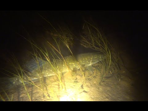 Видео: Малые реки. Ночная подводная охота. 04.08.2023 год.